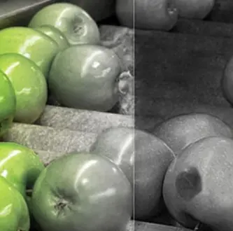 식품 분류 검사 (Food Sorting)
